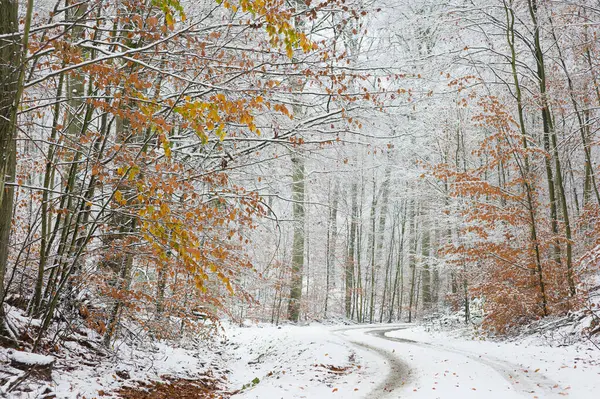 Bir Sonbahar Ormanında Dönüşümlü Yollu İlk Kar