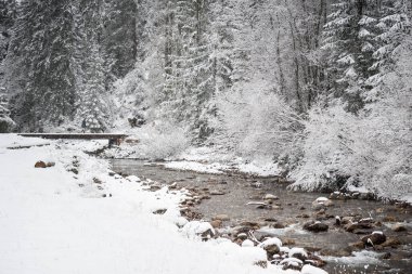Nehirli Karlı Orman. Zakopane Polonya.