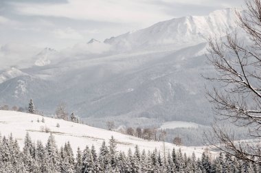 Önplanda Çıplak Ağaçlarla Karlı Dağ Manzarası. Zakopane Polonya.
