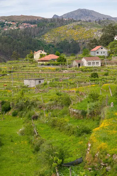 Portekiz, Peneda-Geres Ulusal Parkı 'ndaki Teraslı Tarlalar ve Dağ Köyü