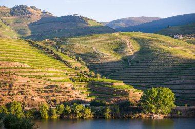 Douro Vadisi, Portekiz 'deki River and Terraced Vineyards