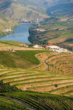 Douro Vadisi, Pinhao Portekiz 'deki Nehir, Köy ve Teraslı Üzüm bağları