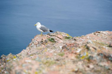 Portekiz 'in Berlengas Adaları' ndaki sahil kayalıklarına tünemiş martı.