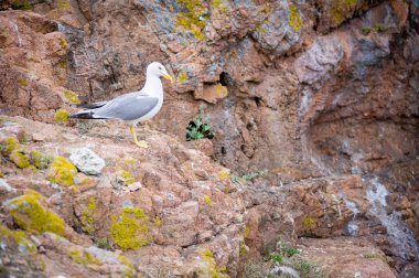 Portekiz, Berlengas Adaları Rocky Sahili 'ndeki martı.