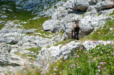 Slovenya 'nın Julian Alplerinde Ibex