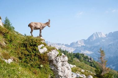 Julian Alps, İtalya 'da Dağ Zirvesi' ndeki Ibex