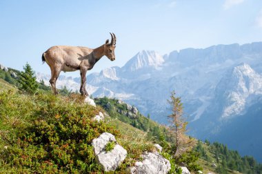 Julian Alps, İtalya 'da Dağ Zirvesi' ndeki Ibex