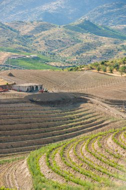 Portekiz, Douro Vadisi 'nde Teraslı Üzüm bağları ve Kırsal Sahne