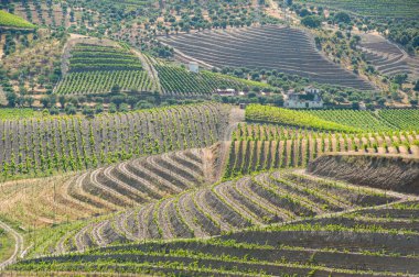 Portekiz, Douro Vadisi 'ndeki teraslı üzüm bağları.