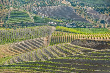 Portekiz, Douro Vadisi 'ndeki Teraslı Üzüm bağlarının Yüksek Görüş Alanı