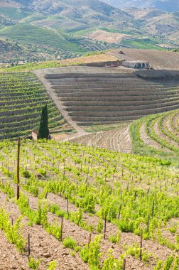 Portekiz, Douro Vadisi 'ndeki Teraslı Üzüm bağları ve Kırsal Arazi