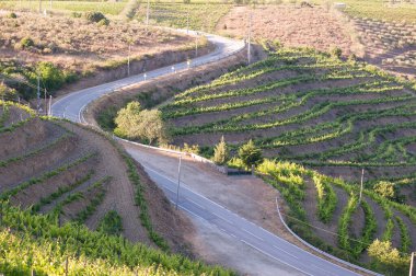 Douro Vadisi, Portekiz 'deki Sarmal Yol ve Teraslı Üzüm bağları