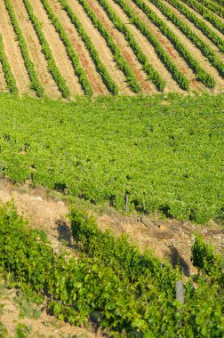 Portekiz, Vineyard 'da Üzüm Safları