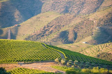 Portekiz, Douro Vadisi 'ndeki Teraslı Üzüm bağları ve Tepeleri ile manzara