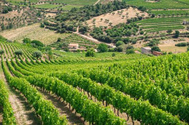 Portekiz 'in Douro Vadisi' nde Terraced Hills 'li Grapevines Safları