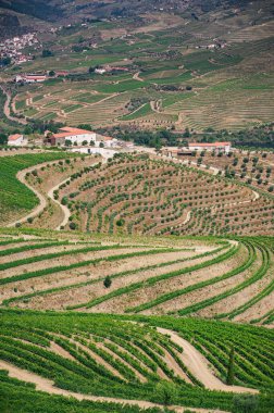 Portekiz 'in Douro Vadisi' ndeki Teraslı Üzüm bağları ve Zeytinlikleri Yüksek Görüş Alanı