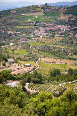 Portekiz, Douro Vadisi 'ndeki Köy, Üzüm bağları ve Zeytin Ağaçları