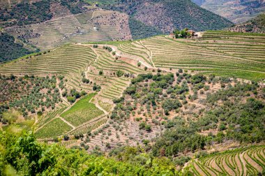 Portekiz, Douro Vadisi 'ndeki Teraslı Üzüm bağları ve Zeytin Koruları