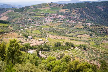 Portekiz, Douro Vadisi 'ndeki Kırsal Köy ve Teraslı Üzüm bağları