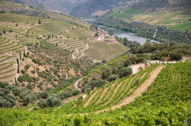 Portekiz, Douro Vadisi 'nde bir nehir ve üzüm bağları var.