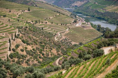 Douro Vadisi, Portekiz 'deki River and Terraced Vineyards
