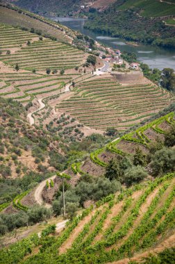 Douro Vadisi, Portekiz 'deki River and Terraced Vineyards