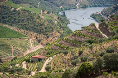Douro Vadisi, Portekiz 'deki River and Terraced Vineyards