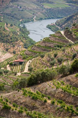 Douro Vadisi, Portekiz 'deki River and Terraced Vineyards