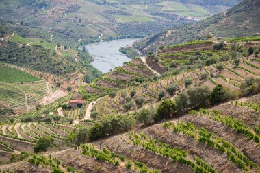 Douro Vadisi, Portekiz 'deki River and Terraced Vineyards