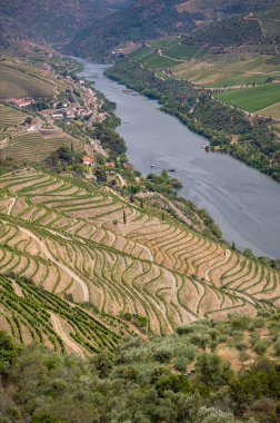 Douro Vadisi, Portekiz 'deki River and Terraced Vineyards