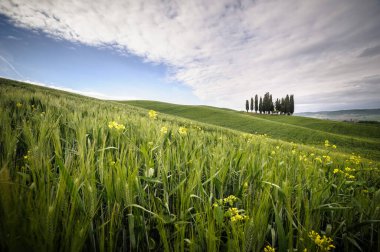 Tuscan Buğday Tarlası ve Kıbrıs Ağaçları - Toskana İtalya.