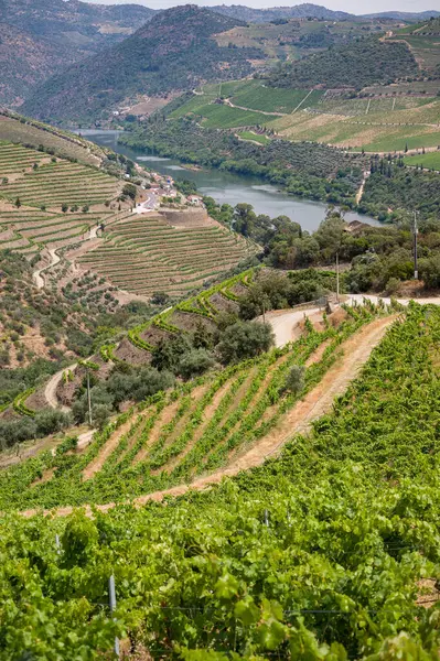 Portekiz, Douro Vadisi 'nde bir nehir ve üzüm bağları var.