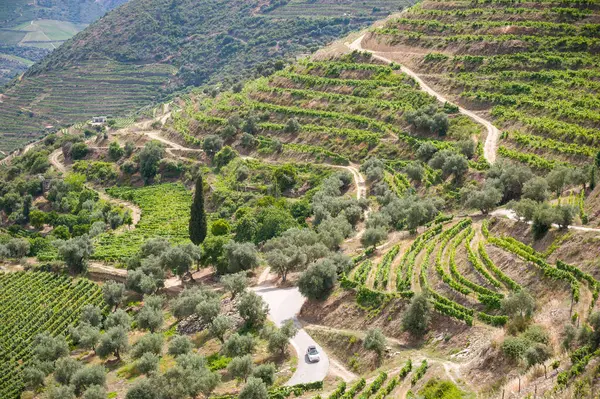 Portekiz 'in kırsal kesimindeki Üzüm bağları ve Zeytin Koruları' ndan geçen dolambaçlı yol