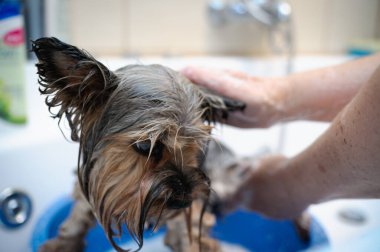 Yorkshire Teriyeri Küvette Banyo Yapıyor