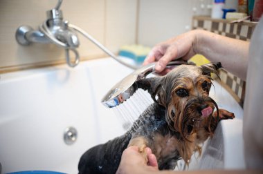 Yorkshire Teriyeri Küvette Banyo Yapıyor