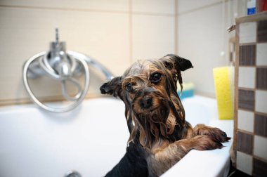 Yorkshire Teriyeri Küvette Banyo Yapıyor