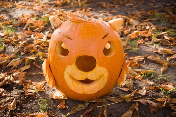 Cadılar Bayramı için ayı yüzlü balkabağı oyulmuş.