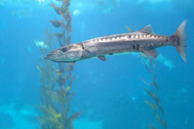 Akvaryumda yüzen bir barakuda. Oceanarium Lizbon Portekiz.