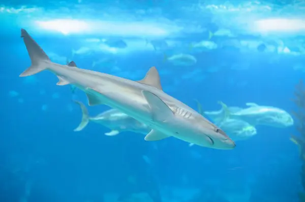 Akvaryum tankında köpekbalığı yüzüyordu. Oceanarium Lizbon Portekiz.