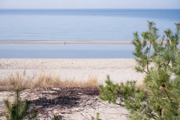 Trees ve Sandy Coastline, Baltık Denizi. Miedzyzdroje Polonya.