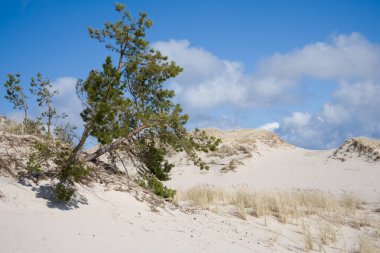 Sowinski Ulusal Parkı Kum tepeleri Polonya