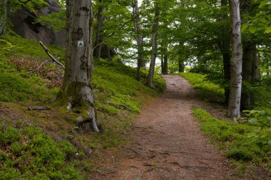 Çek Cumhuriyeti Hejnice yakınlarındaki Poustevnikuv Kamen (Hermit Kayası) yürüyüş yolu boyunca manzaralı bir orman yolu.