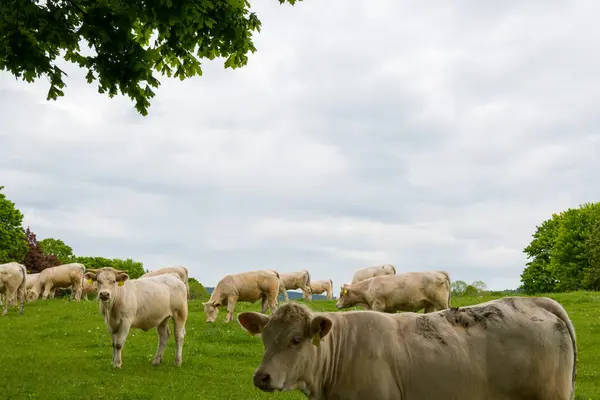 Avrupa kırsalında yemyeşil bir tarlada huzur içinde otlayan bir sığır manzarası..