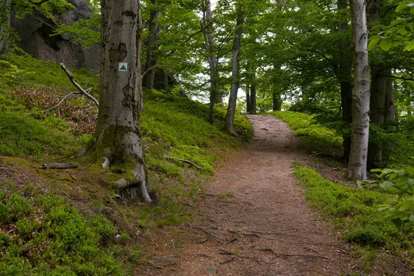 Çek Cumhuriyeti Hejnice yakınlarındaki Poustevnikuv Kamen (Hermit Kayası) yürüyüş yolu boyunca manzaralı bir orman yolu.