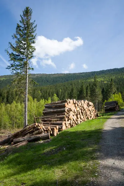Polonya 'daki Karkonosze Ulusal Parkı yakınlarındaki bir orman yolunda kereste yığını..