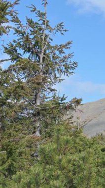 Çam Ağaçları Tarafından Çerçevelenmiş Sniezka Tepesi - Karkonosze Ulusal Parkı