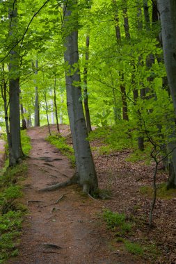 Çek Cumhuriyeti Hejnice yakınlarındaki Poustevnikuv Kamen (Hermit Kayası) yürüyüş yolu boyunca manzaralı bir orman yolu.