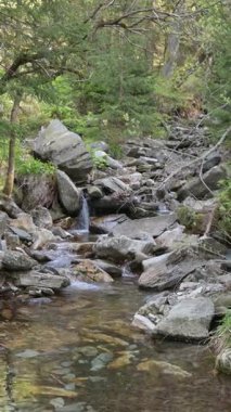 Ormandaki Kayaların Üzerindeki Dağ Akıntısı