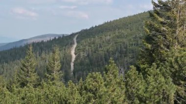 Polonya, Karpacz yakınlarındaki Karkonosze Dağları 'ndaki Orman Yolu