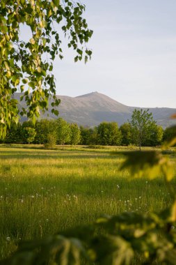 Ağacın tepesinde Sniezka 'nın manzarası.